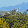 sharon osberg (SharonO) > harriers, etc #2 photo