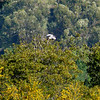 sharon osberg (SharonO) > harriers, etc #2 photo