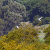 sharon osberg (SharonO) > harriers, etc #2 photo