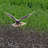 sharon osberg (SharonO) > harriers, etc #2 photo