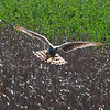 sharon osberg (SharonO) > harriers, etc #2 photo