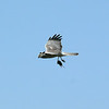 sharon osberg (SharonO) > harriers, etc #2 photo