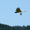 sharon osberg (SharonO) > harriers, etc #2 photo