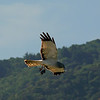 sharon osberg (SharonO) > harriers, etc #2 photo