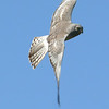 sharon osberg (SharonO) > harriers, etc #2 photo