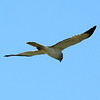 sharon osberg (SharonO) > harriers, etc #2 photo