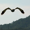 sharon osberg (SharonO) > harriers, etc #2 photo