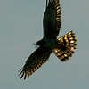 sharon osberg (SharonO) > harriers, etc #2 photo