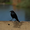 sharon osberg (SharonO) > Palo Alto Baylands April 24 2007 photo