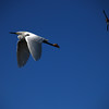 sharon osberg (SharonO) > Palo Alto Baylands April 24 2007 photo