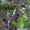 sharon osberg (SharonO) > Palo Alto Baylands May 19 2007 photo