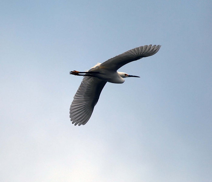 sharon osberg (SharonO) > Palo Alto Baylands May 19 2007 photo