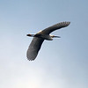 sharon osberg (SharonO) > Palo Alto Baylands May 19 2007 photo