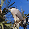 sharon osberg (SharonO) > Palo Alto Baylands May 19 2007 photo