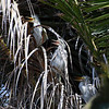 sharon osberg (SharonO) > Palo Alto Baylands May 19 2007 photo