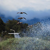 sharon osberg (SharonO) > Palo Alto Baylands May 19 2007 photo