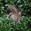 sharon osberg (SharonO) > Palo Alto Baylands May 19 2007 photo