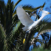 sharon osberg (SharonO) > Palo Alto Baylands May 19 2007 photo