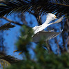 sharon osberg (SharonO) > Palo Alto Baylands May 19 2007 photo