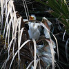 sharon osberg (SharonO) > Palo Alto Baylands May 19 2007 photo