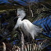 sharon osberg (SharonO) > Palo Alto Baylands May 19 2007 photo