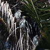 sharon osberg (SharonO) > Palo Alto Baylands May 19 2007 photo