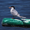 sharon osberg (SharonO) > Palo Alto Baylands May 19 2007 photo