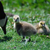 sharon osberg (SharonO) > Palo Alto Baylands May 19 2007 photo