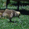 sharon osberg (SharonO) > Palo Alto Baylands May 19 2007 photo