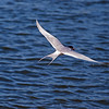 sharon osberg (SharonO) > Palo Alto Baylands May 19 2007 photo