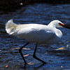 sharon osberg (SharonO) > Palo Alto Baylands May 19 2007 photo