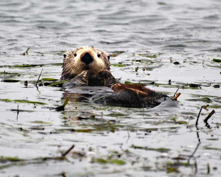 sharon osberg (SharonO) > Elkhorn Slough photo