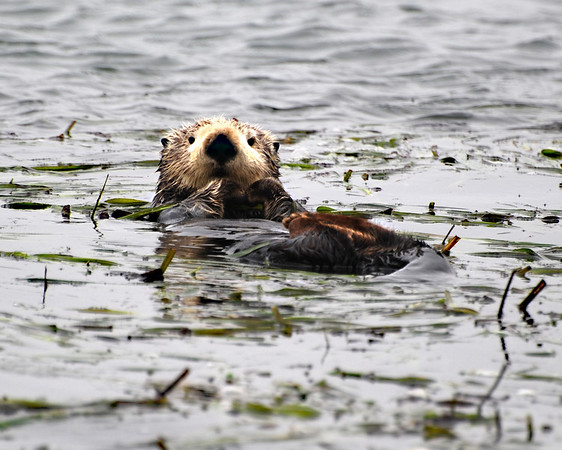 sharon osberg (SharonO) > Elkhorn Slough photo