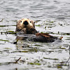 sharon osberg (SharonO) > Elkhorn Slough photo