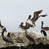 sharon osberg (SharonO) > Elkhorn Slough photo