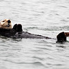 sharon osberg (SharonO) > Elkhorn Slough photo