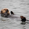 sharon osberg (SharonO) > Elkhorn Slough photo