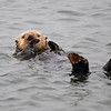 sharon osberg (SharonO) > Elkhorn Slough photo