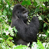sharon osberg (SharonO) > The other silverback.