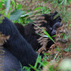 sharon osberg (SharonO) > Not a good photo here, but it shows the silverback firmly planted between us and his family. During our whole visit, he sat there gently stroking and grooming his baby and female, always staying between us and them.