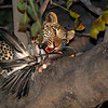 sharon osberg (SharonO) > Our first night was amazing...after the wild dogs, we came upon a young leopard having his dinner (a pelican).  This guy is approximately 1 year old and he's still learning the ropes from his mother, but on this night she let him hunt alone.