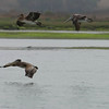 sharon osberg (SharonO) > otters, etc photo