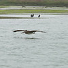 sharon osberg (SharonO) > otters, etc photo