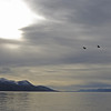 sharon osberg (SharonO) > The Beagle Channel.