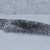 sharon osberg (SharonO) > Here's what we found..... seals like to haul themselves out of the ocean, then waddle long distances over the ice to get to big icebergs where they can rest somewhat protected from the wind.
