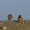 sharon osberg (SharonO) > Las Gallinas Jan 2008 (River Otters) photo