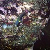 sharon osberg (SharonO) > Snorkeling In The Galapagos photo