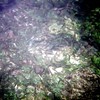 sharon osberg (SharonO) > Snorkeling In The Galapagos photo