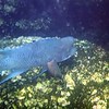 sharon osberg (SharonO) > Snorkeling In The Galapagos photo