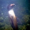 sharon osberg (SharonO) > Snorkeling In The Galapagos photo